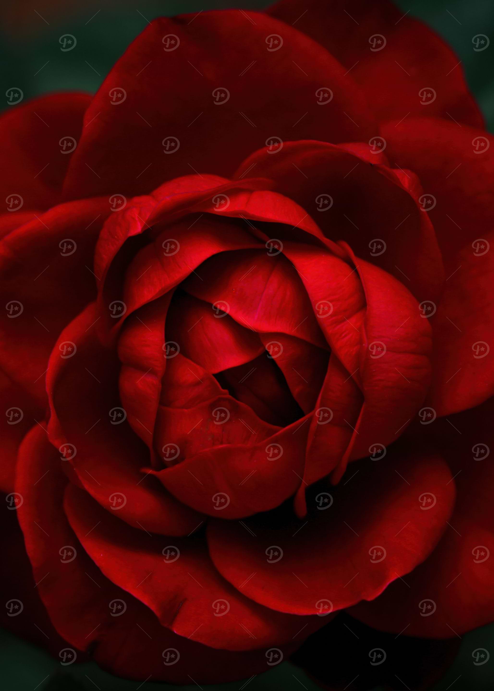 Close-up of a Red Rose