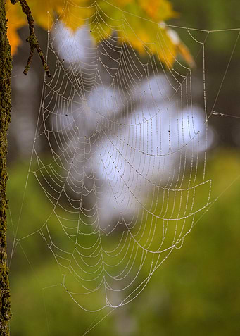 Dew-Kissed Spiderweb in Autumn Forest