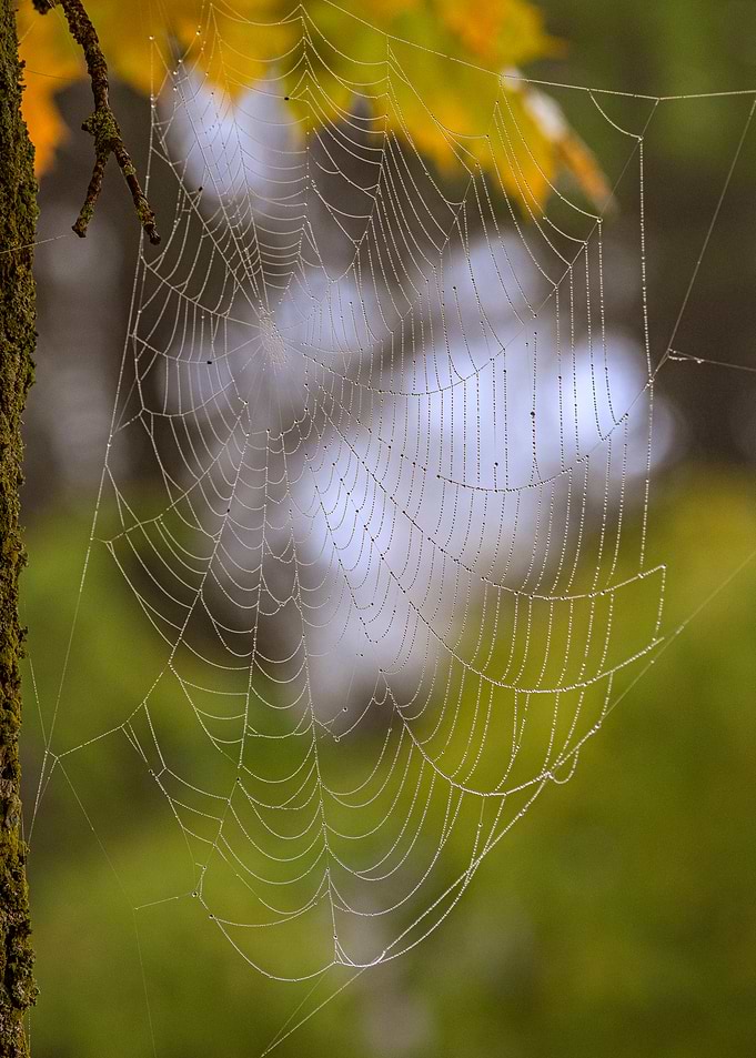 Dew-Kissed Spiderweb in Autumn Forest