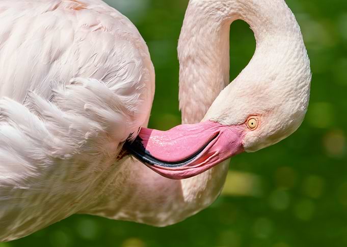 Flamingo Preening Close-Up