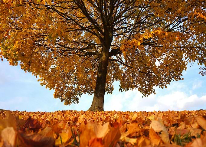 Autumn Tree with Golden Leaves