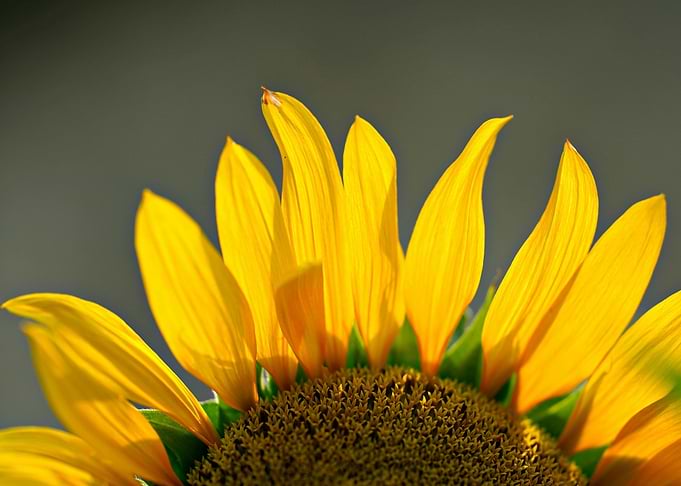 Close-up of a vibrant sunflower