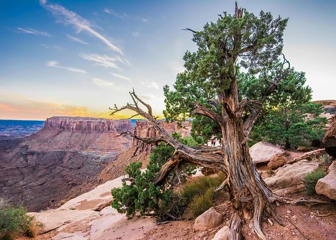 Canyonlands National Park Tree Landscape