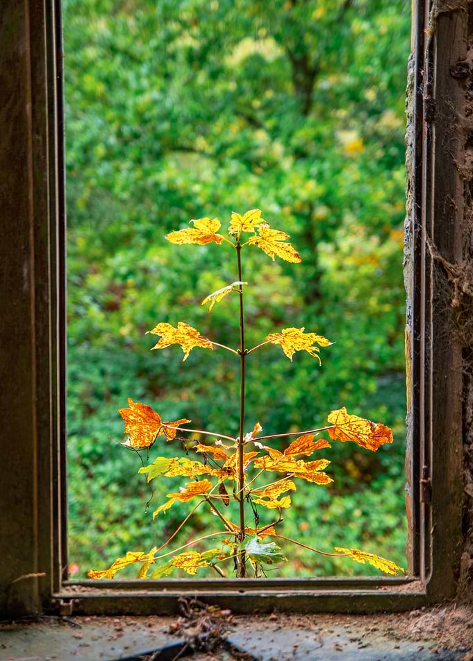 Autumn Leaves Through Window Frame