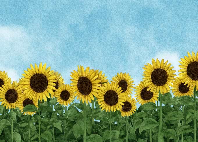 Watercolor Sunflowers Under a Blue Sky