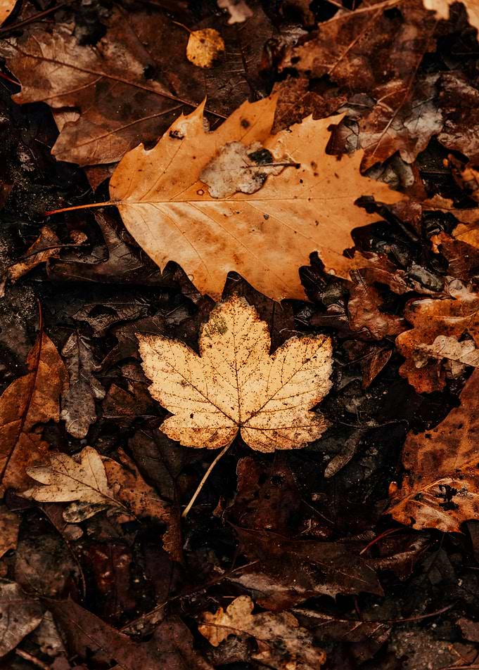 Autumn Leaves on Ground