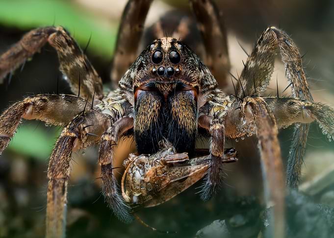 Wolf Spider with Prey Close-Up