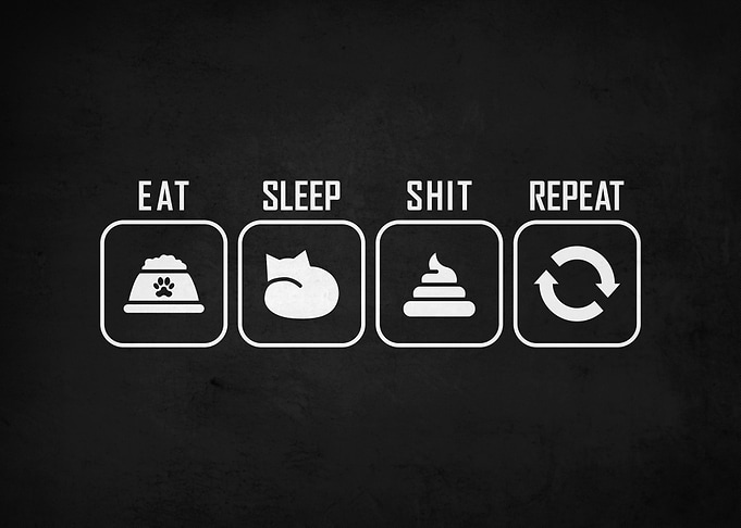 Eat Sleep Shit Repeat Funny Cat
