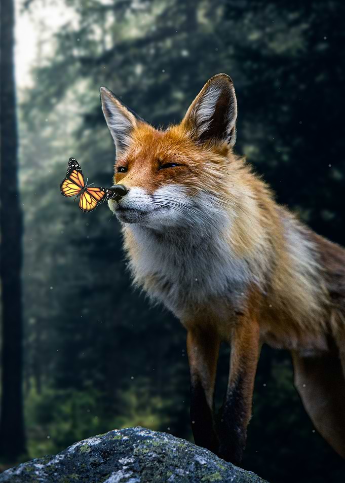 Fox with Butterfly in Forest