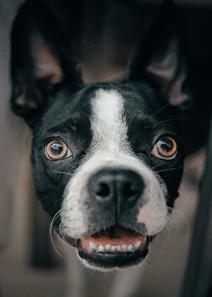 Close-up of a Boston Terrier