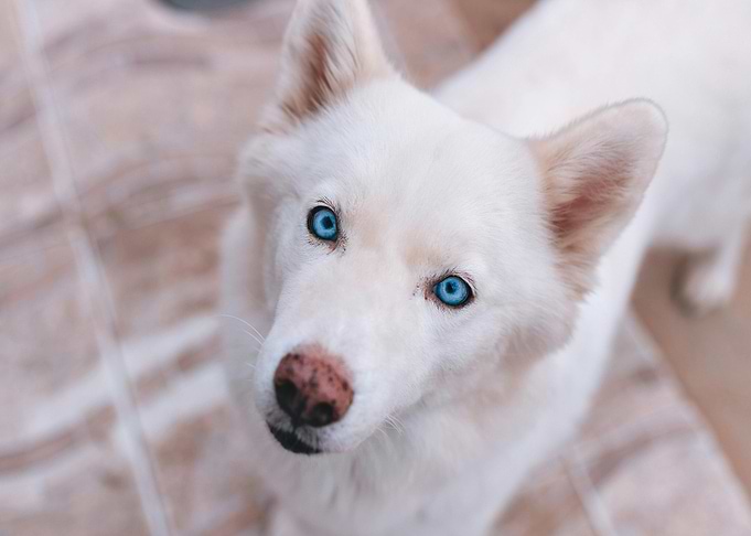 White Husky with Blue Eyes Portrait