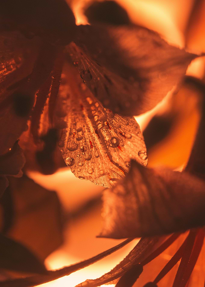 Orange Lily with Water Droplets