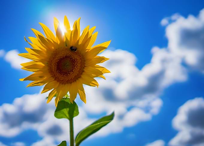 Sunflower against a blue sky
