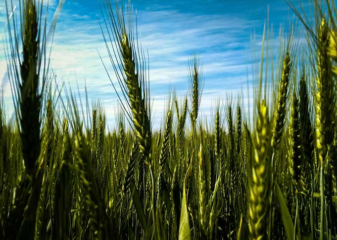 Wheat Field Under Blue Sky