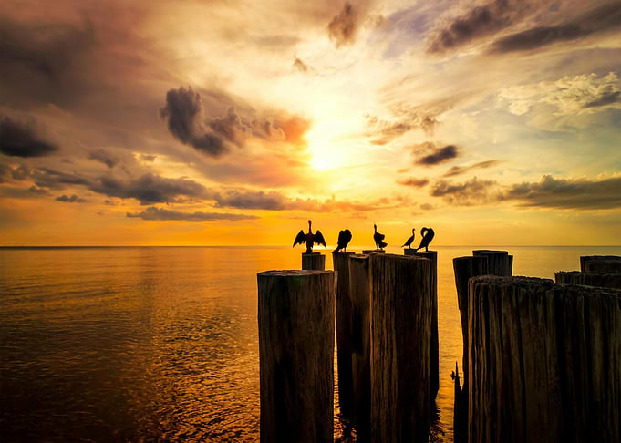 Birds on Pilings at Sunset