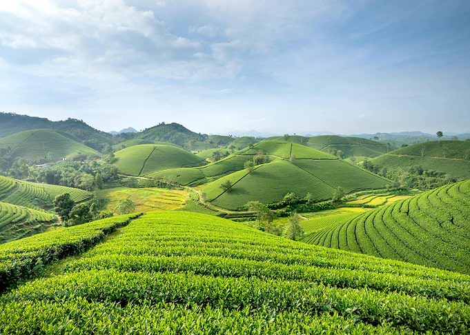 Lush Green Tea Plantation Landscape