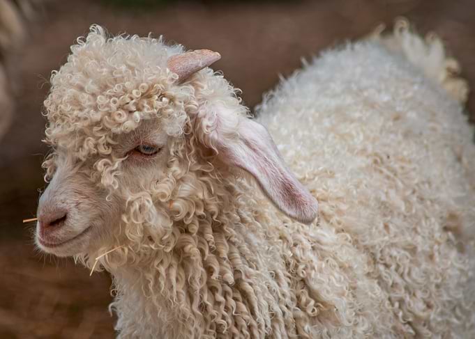 Angora Goat Portrait