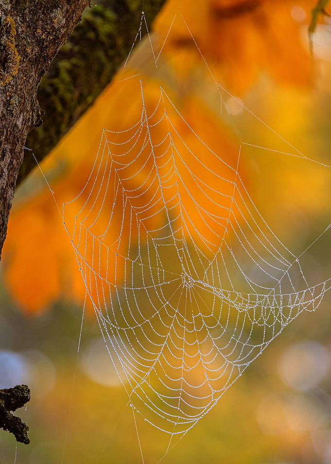 Dew-Kissed Spiderweb in Autumnal Light