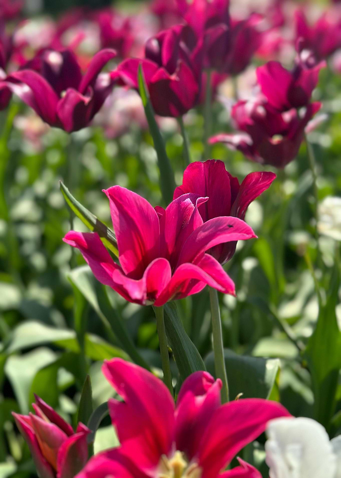 Field of Vibrant Pink Tulips