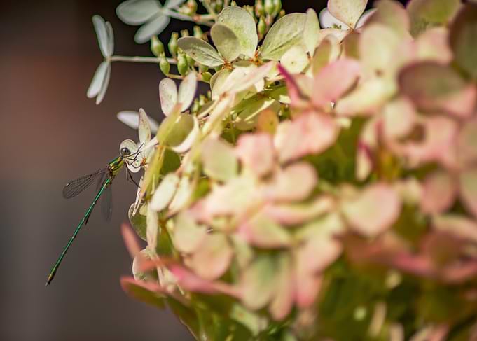 Dragonfly on Hydrangea Flower
