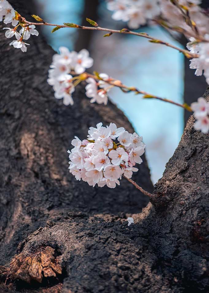 Cherry Blossoms on a Tree Branch