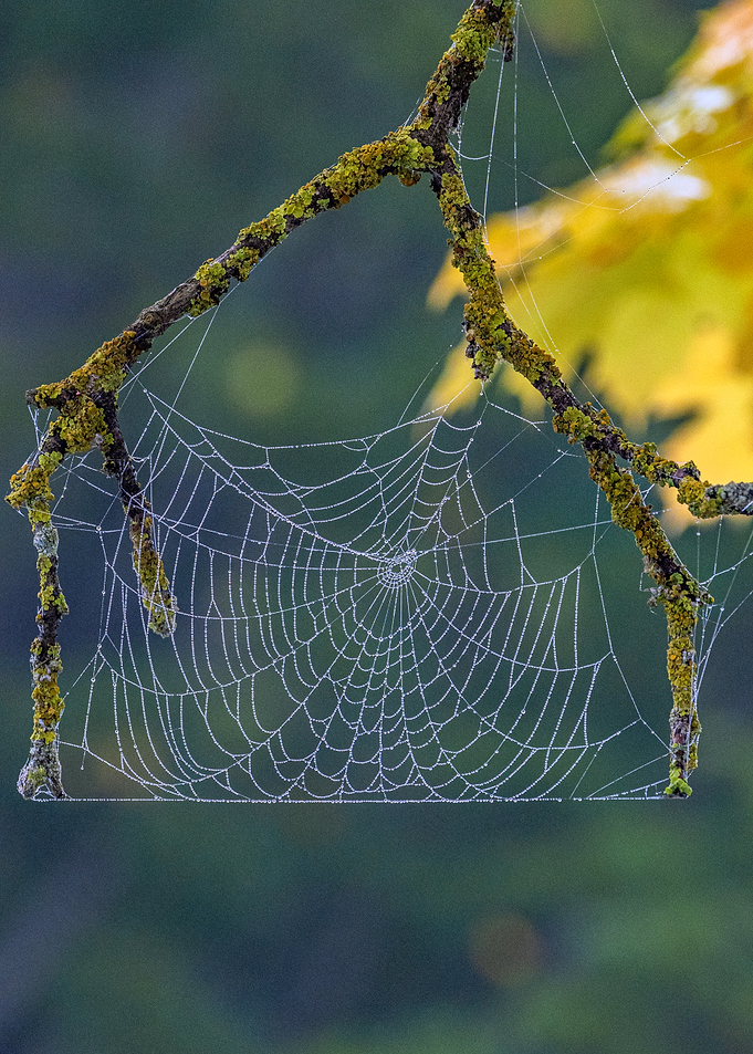 Dew-Kissed Spiderweb on Mossy Branch