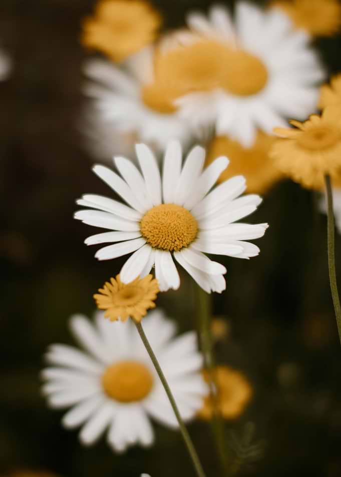 Daisy Flowers Close-Up
