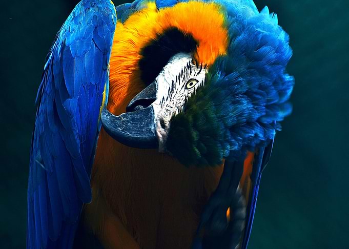 Blue and Gold Macaw Close-Up