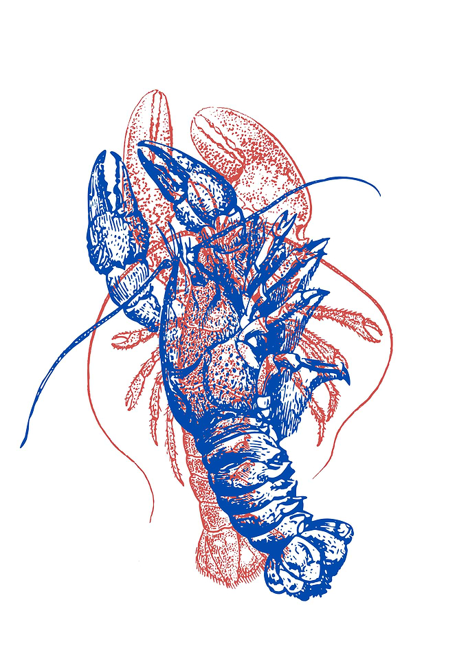 Lobster Illustration: Blue and Red