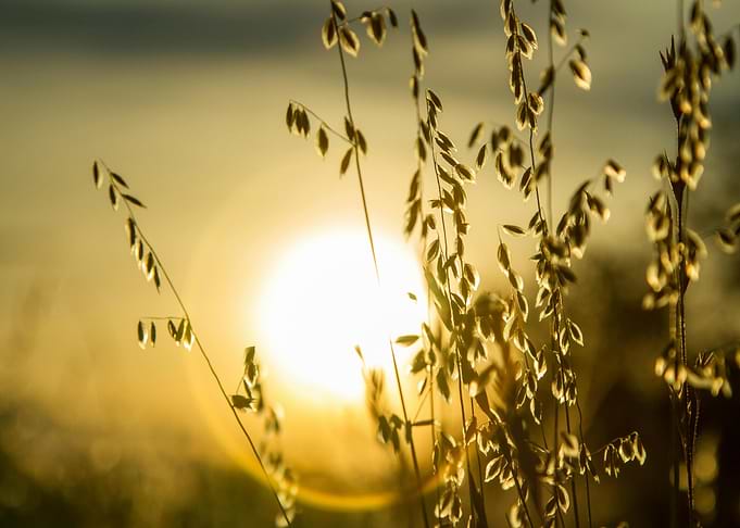 Golden Grass at Sunset