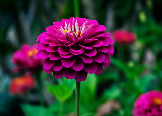 Magenta Zinnia Flower Close-Up