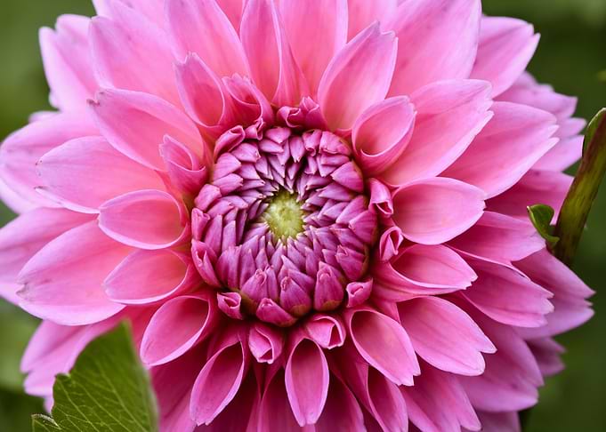 Pink Dahlia Flower Close-Up