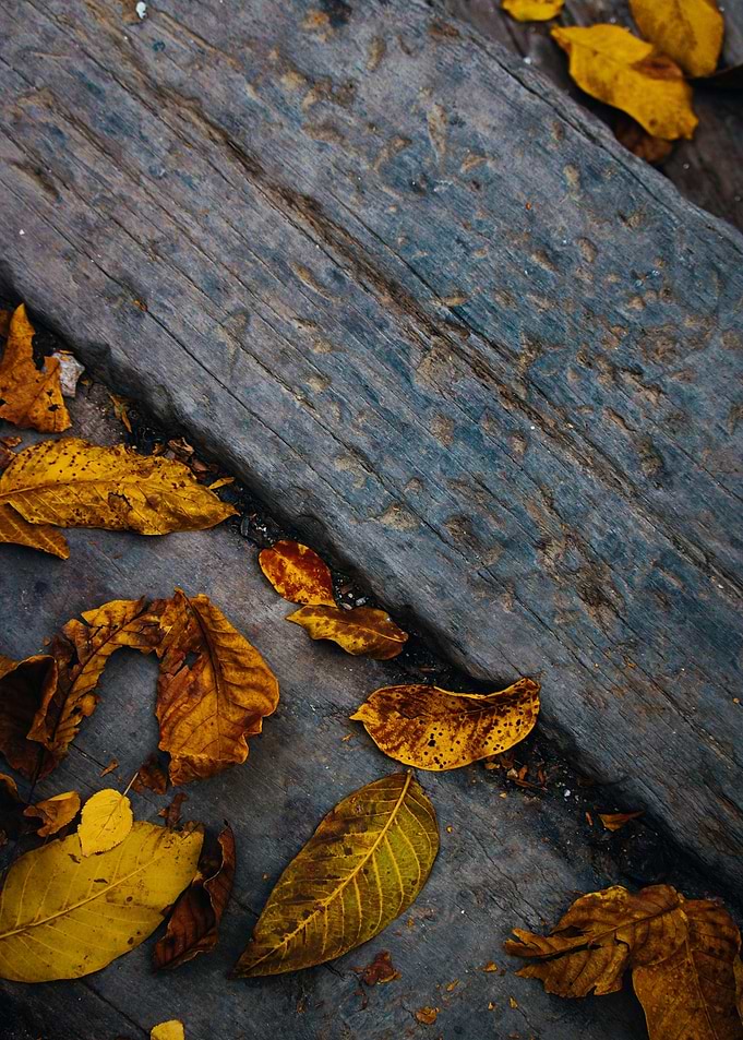 Autumn Leaves on Wooden Surface