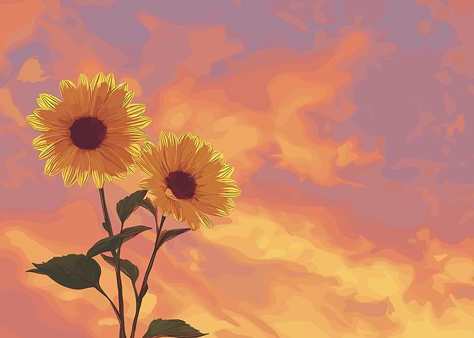 Sunflowers against a sunset sky