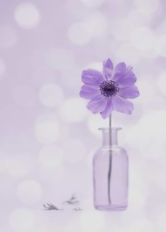 Purple Flower in Vase Still Life