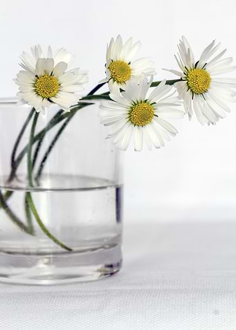 Daisies in a Glass of Water