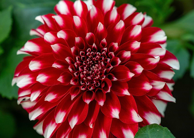 Red and White Dahlia Close-Up