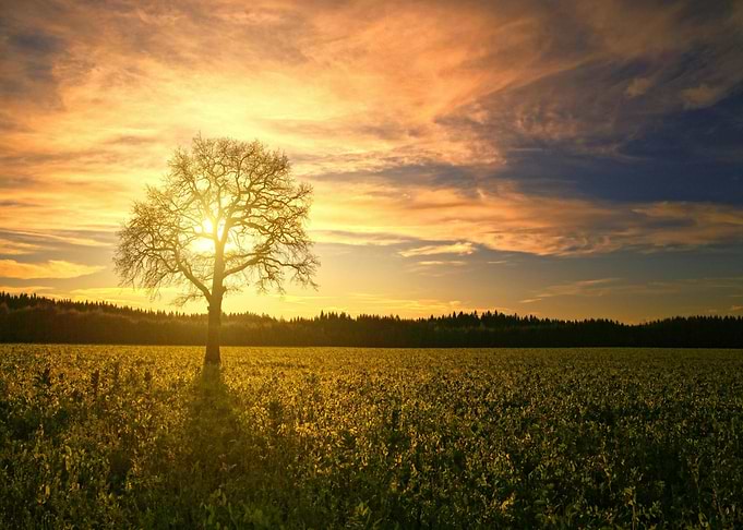 Golden Sunset Tree in Field