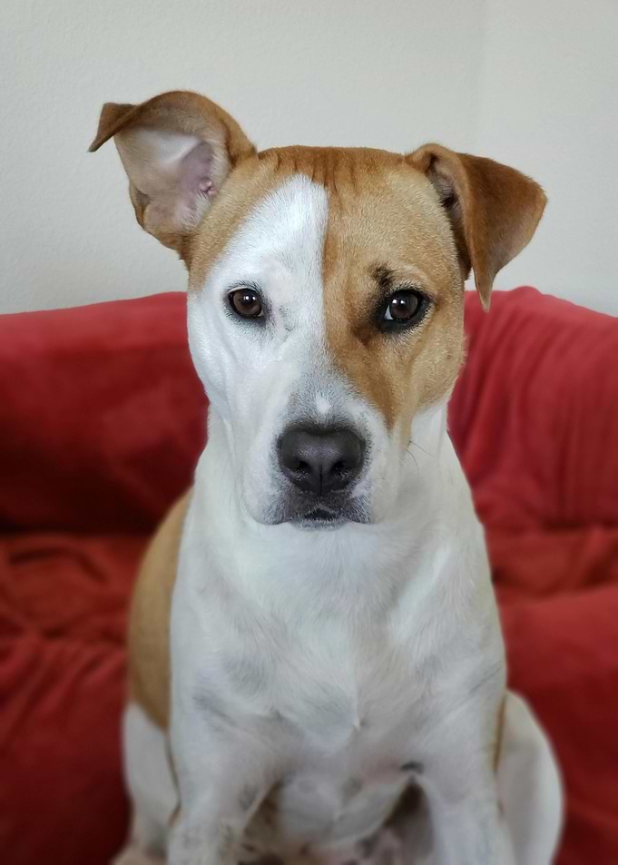 Portrait of a Brown and White Dog