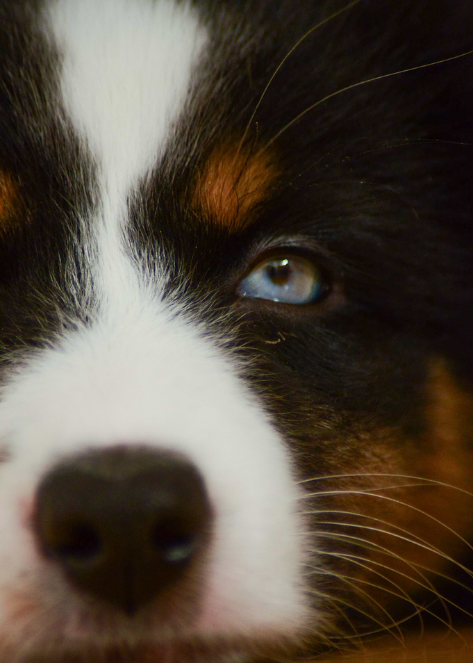 Close-up photo of an Australian Shepherd puppy with Blue Eye