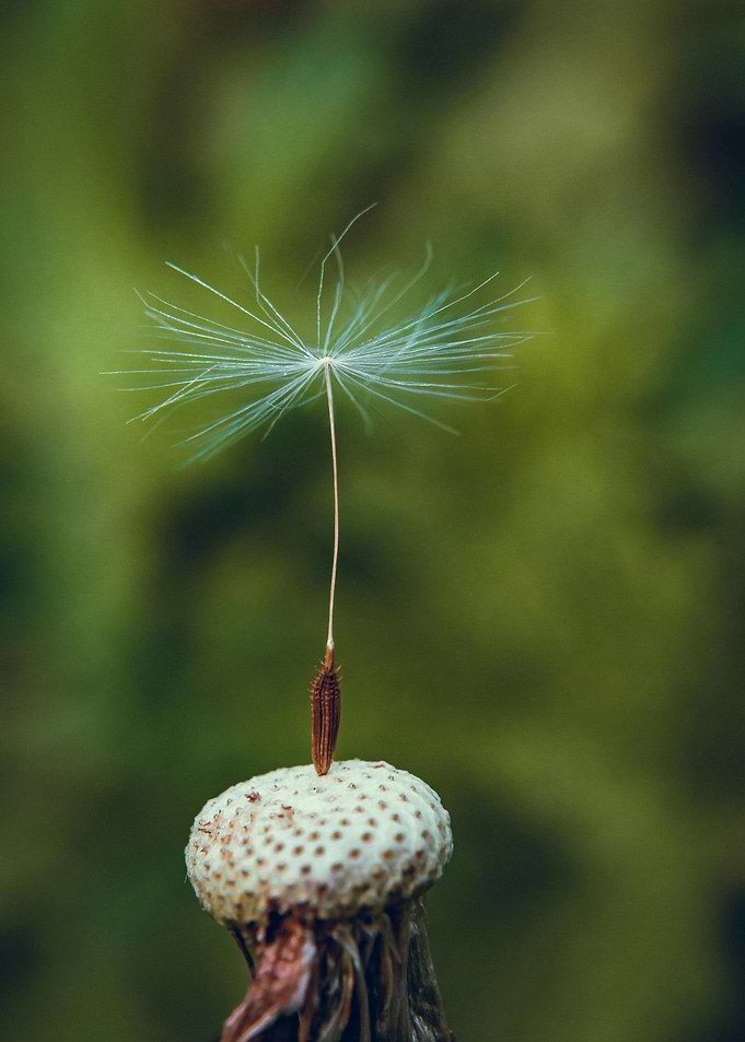 Dandelion Seed on Flower Head