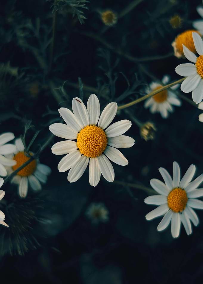 White Daisies with Yellow Centers