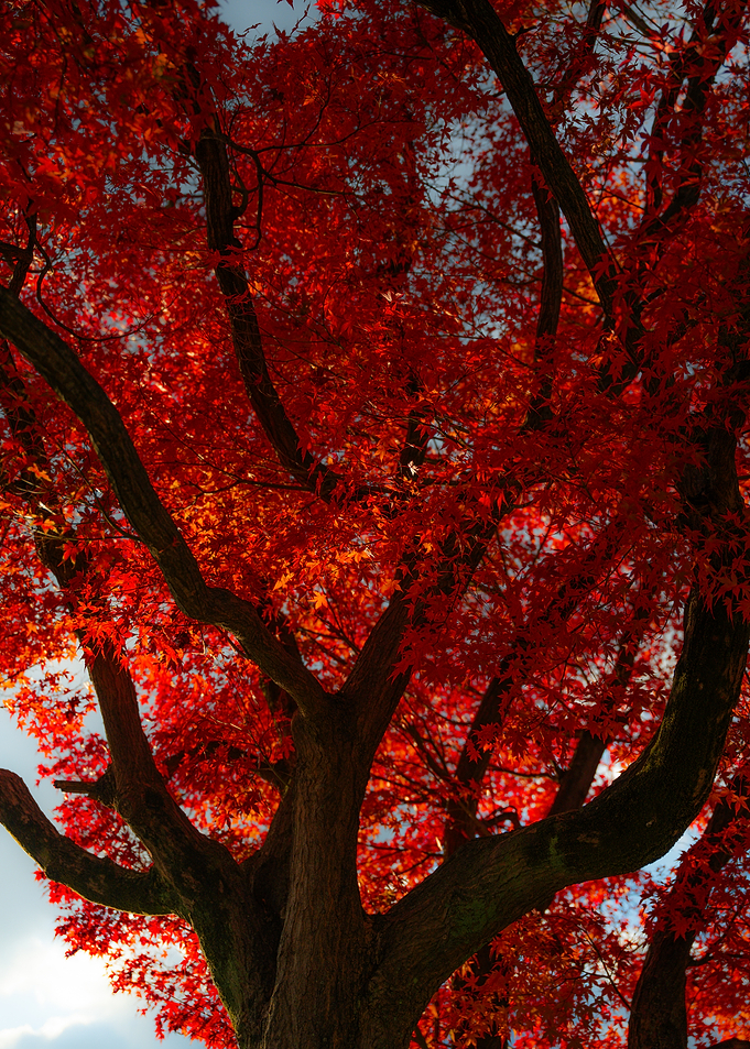 Red Maple Tree in Autumn (Momiji)