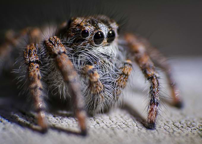 Macro Shot of a Jumping Spider