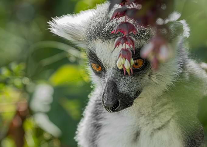 Ring-tailed Lemur Portrait with Flowers