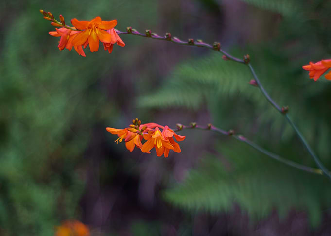 Orange Crocosmia Flowers in Natural Setting