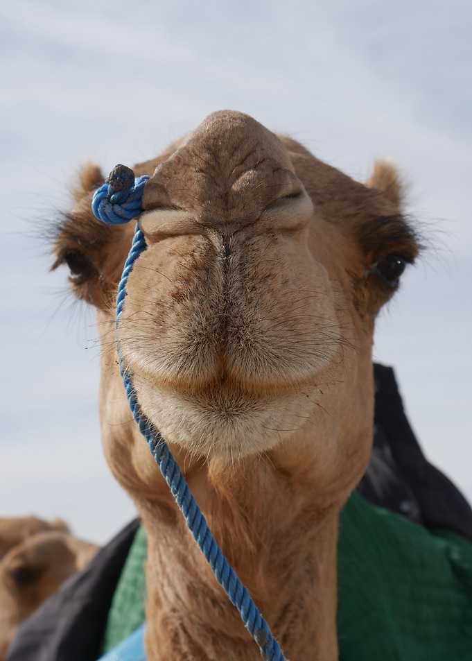 Camel's Face Algerian desert