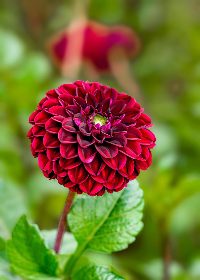 Burgundy Dahlia Flower Close-Up