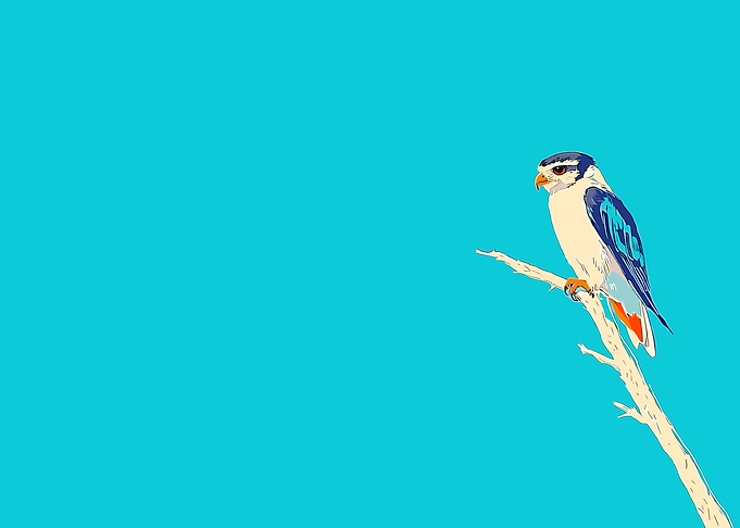 Falcon on a Branch