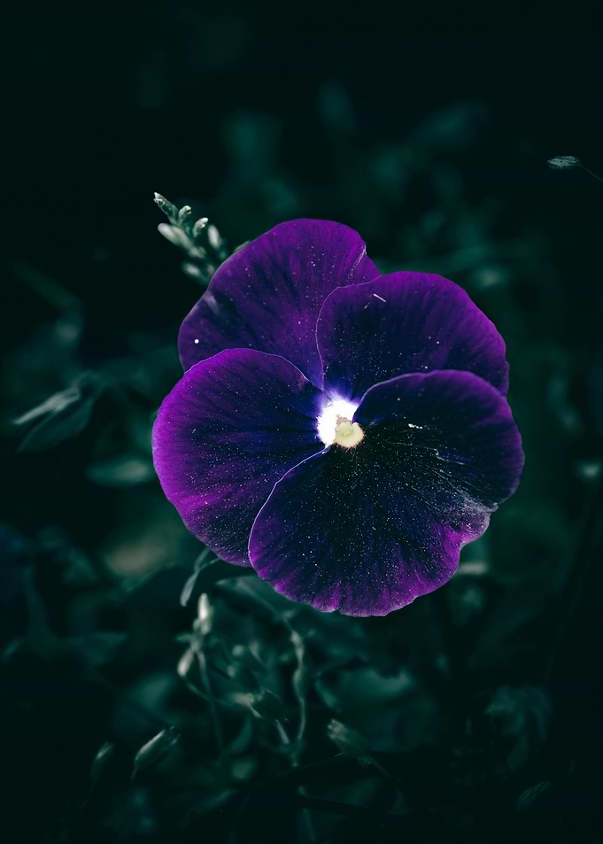 Purple Pansy Flower Close-Up